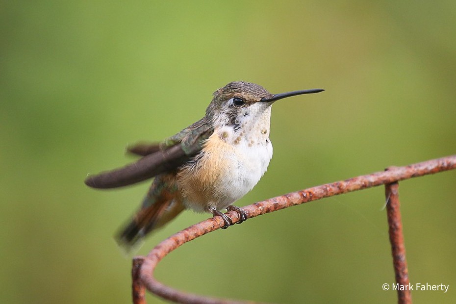 Rufous Hummingbird - Mark Faherty