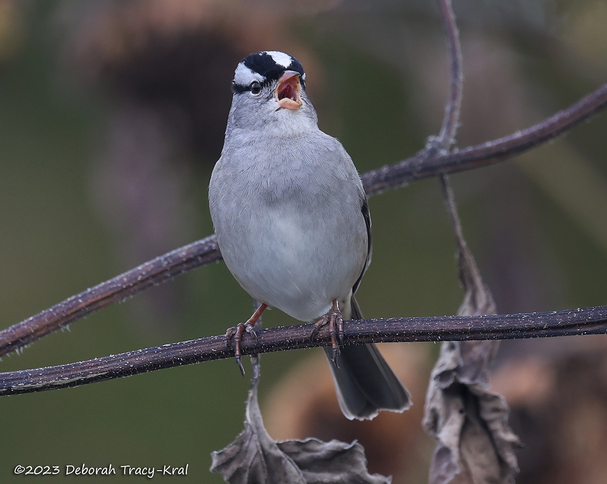 White-crowned Sparrow - ML610072262
