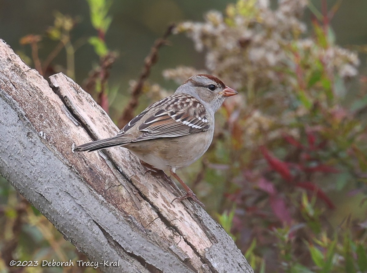 White-crowned Sparrow - ML610072265