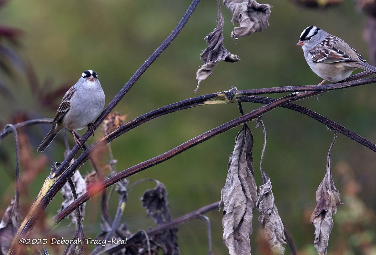 White-crowned Sparrow - ML610072273