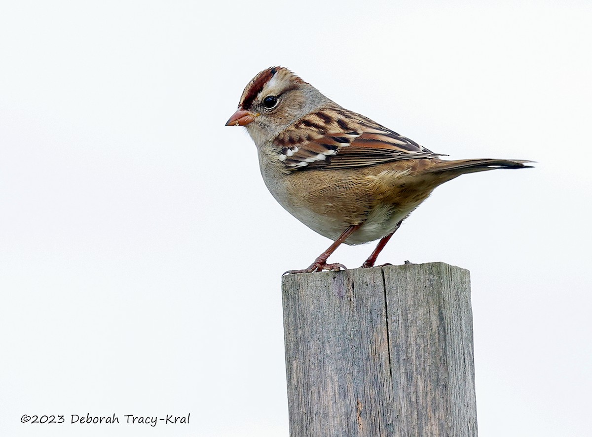 White-crowned Sparrow - ML610072359