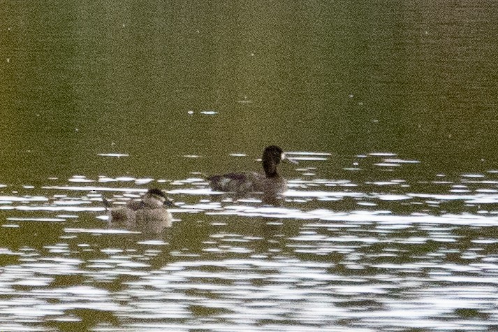 Greater Scaup - ML610072495