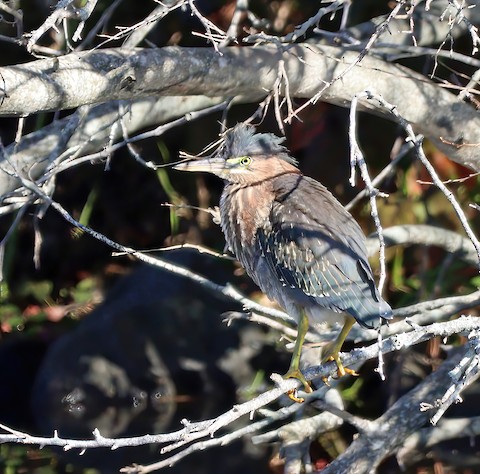 Green Heron - Gerald Teig