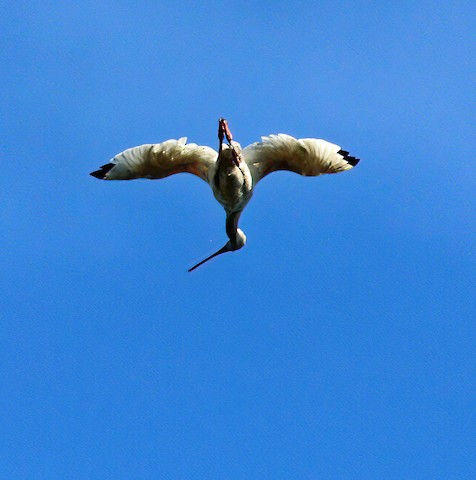 White Ibis - Gerald Teig