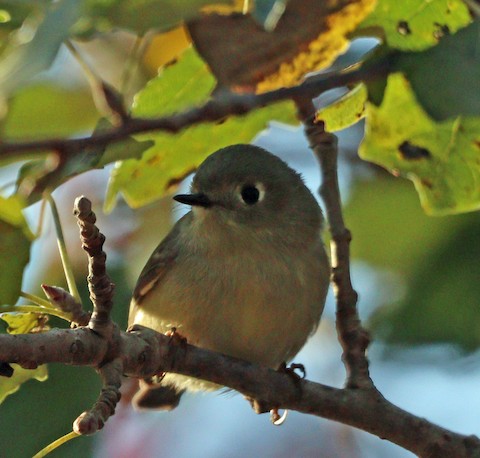 Ruby-crowned Kinglet - Gerald Teig