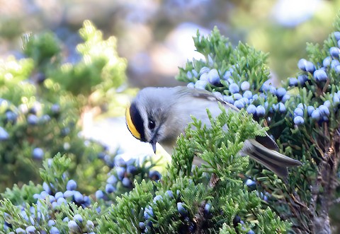 Golden-crowned Kinglet - Gerald Teig