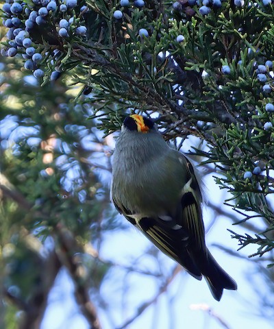 Golden-crowned Kinglet - Gerald Teig