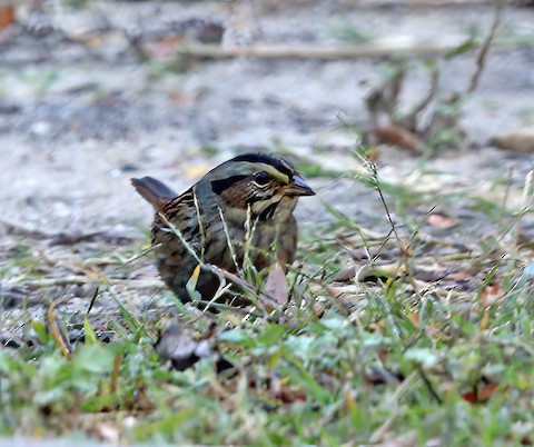 Swamp Sparrow - Gerald Teig