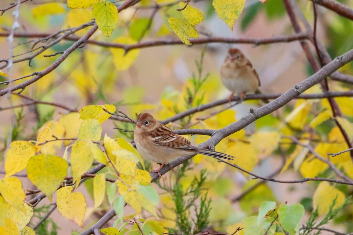 Field Sparrow - Lisa Bacon