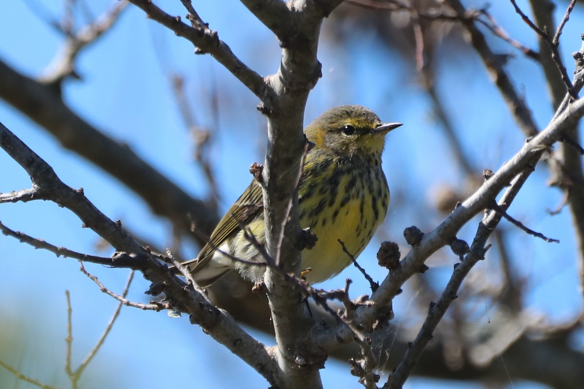 Cape May Warbler - ML610073848