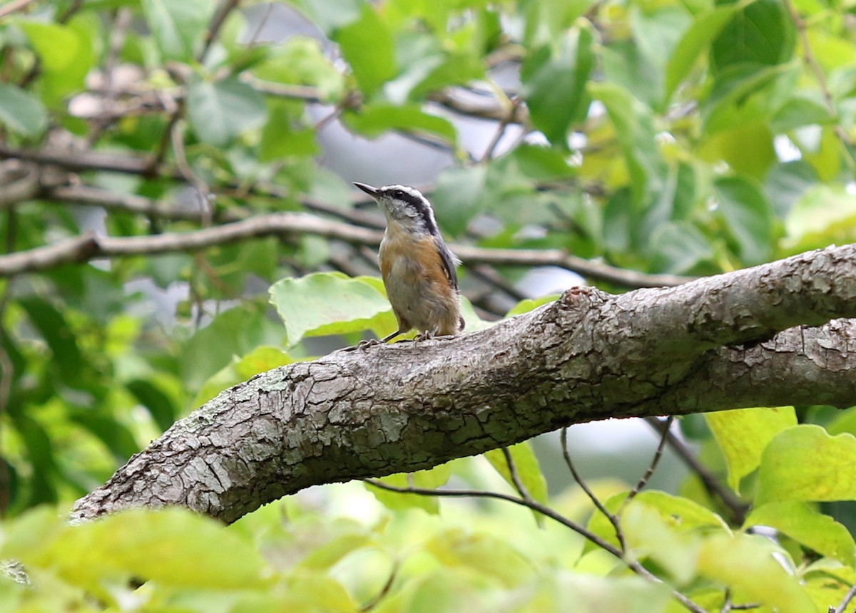 Red-breasted Nuthatch - ML610074074