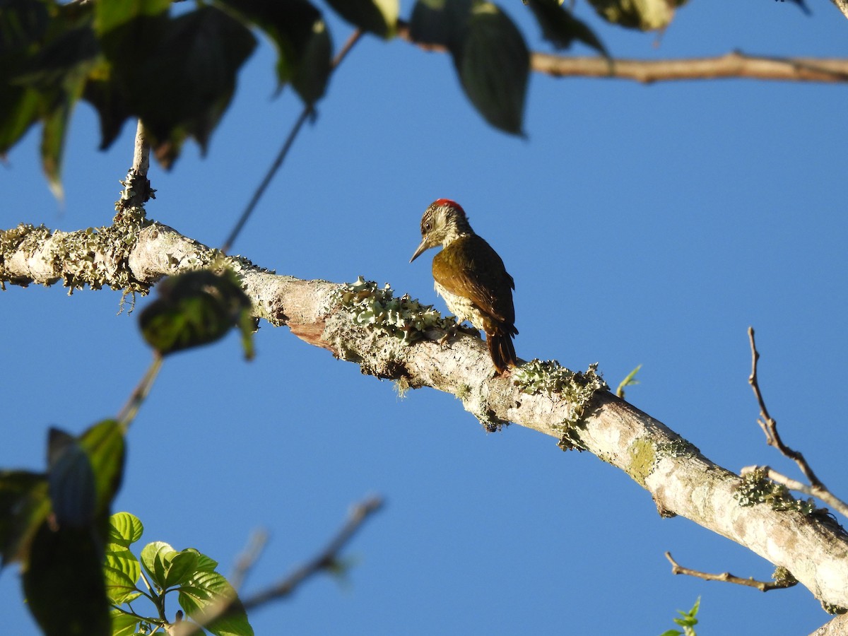 Mombasa Woodpecker - ML610074945