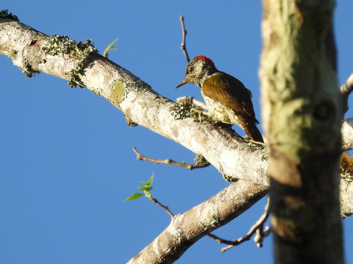 Mombasa Woodpecker - ML610074976