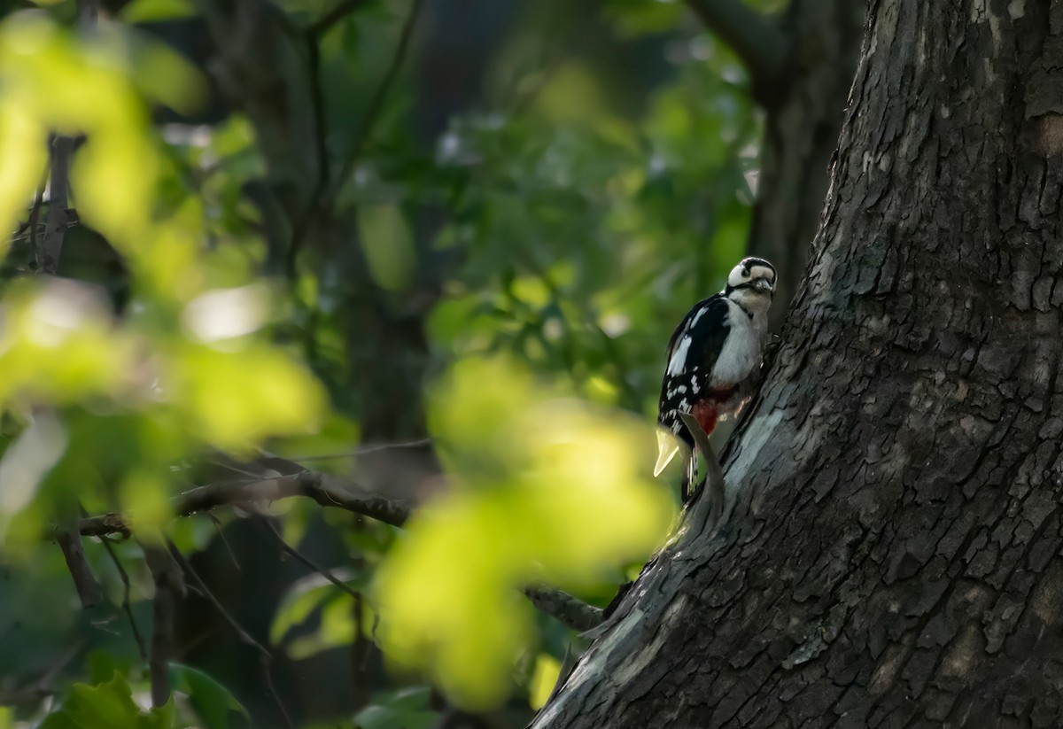 Great Spotted Woodpecker - ML610075090
