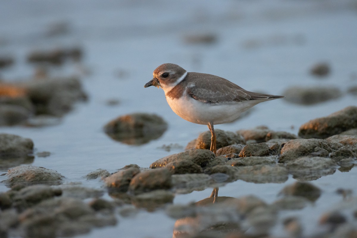 Semipalmated Plover - ML610075133