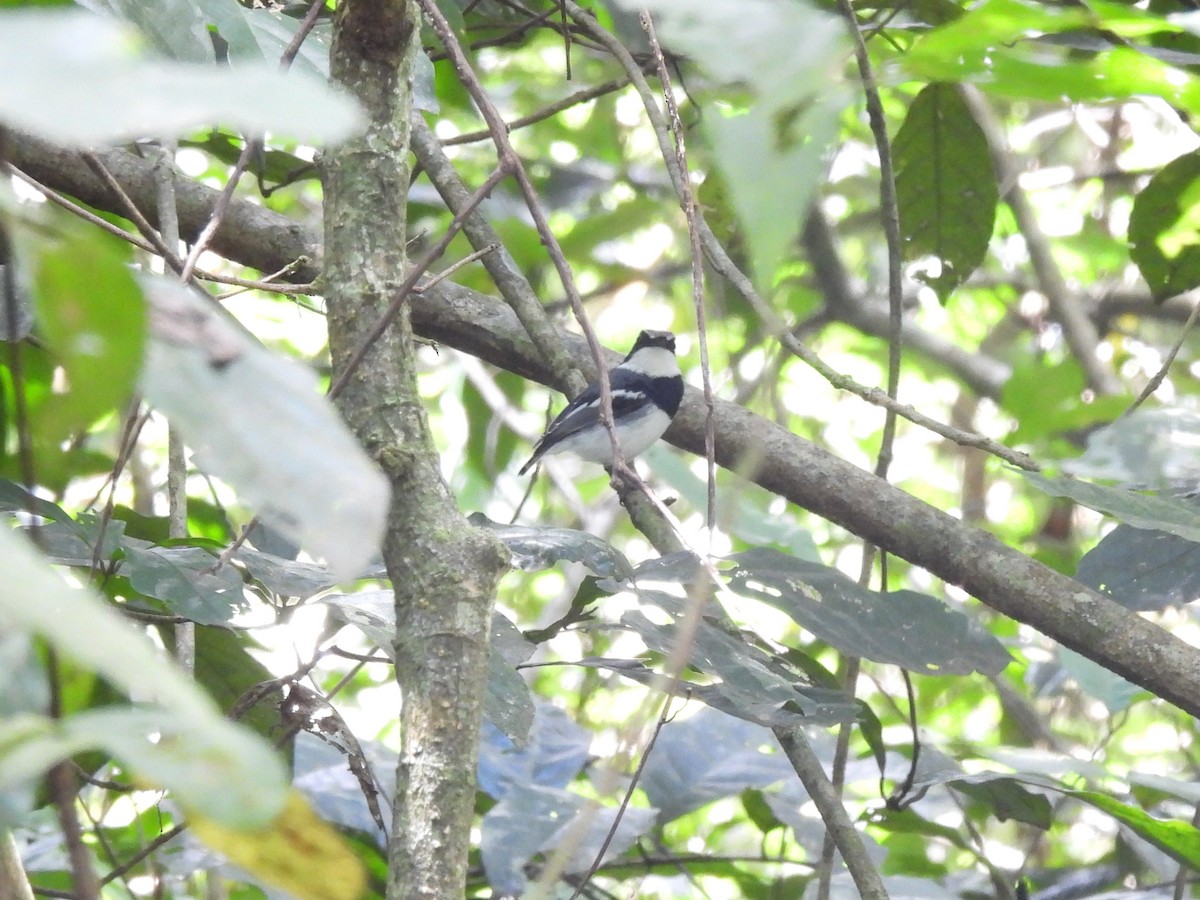 Short-tailed Batis (Short-tailed) - Mark Smiles