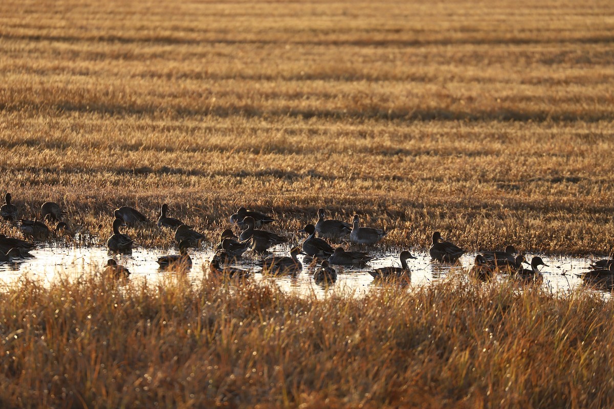 eBird Checklist 16 Oct 2023 Bosque del Apache NWR 56 species