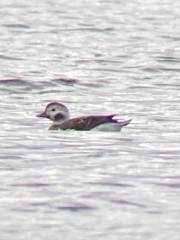 Long-tailed Duck - ML610076808