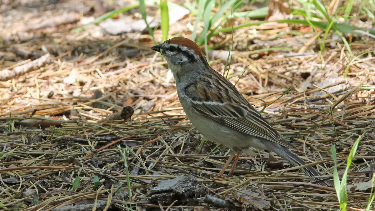 Chipping Sparrow - ML610077605