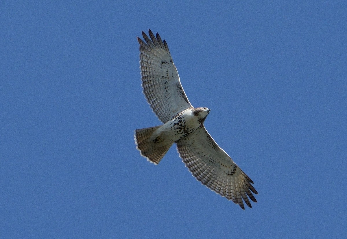 Red-tailed Hawk - ML610077875