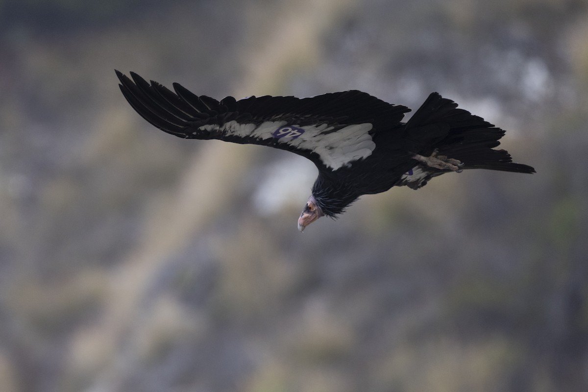 California Condor - ML610078053