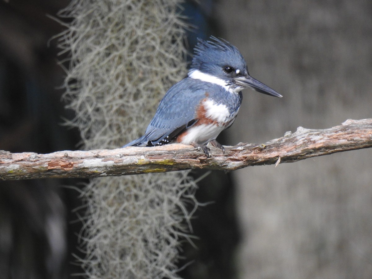Belted Kingfisher - ML610078069