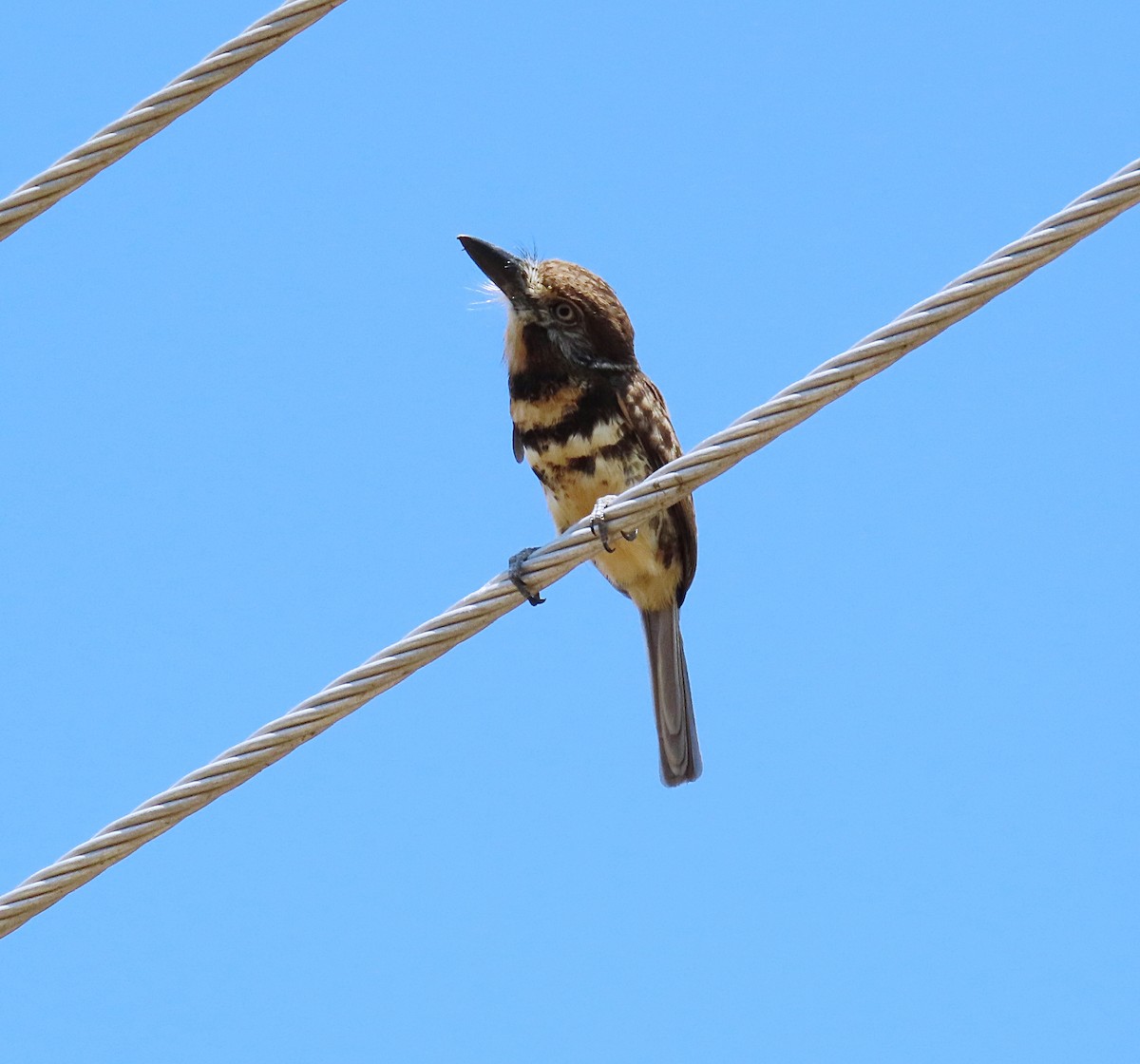 Two-banded Puffbird - ML610078174