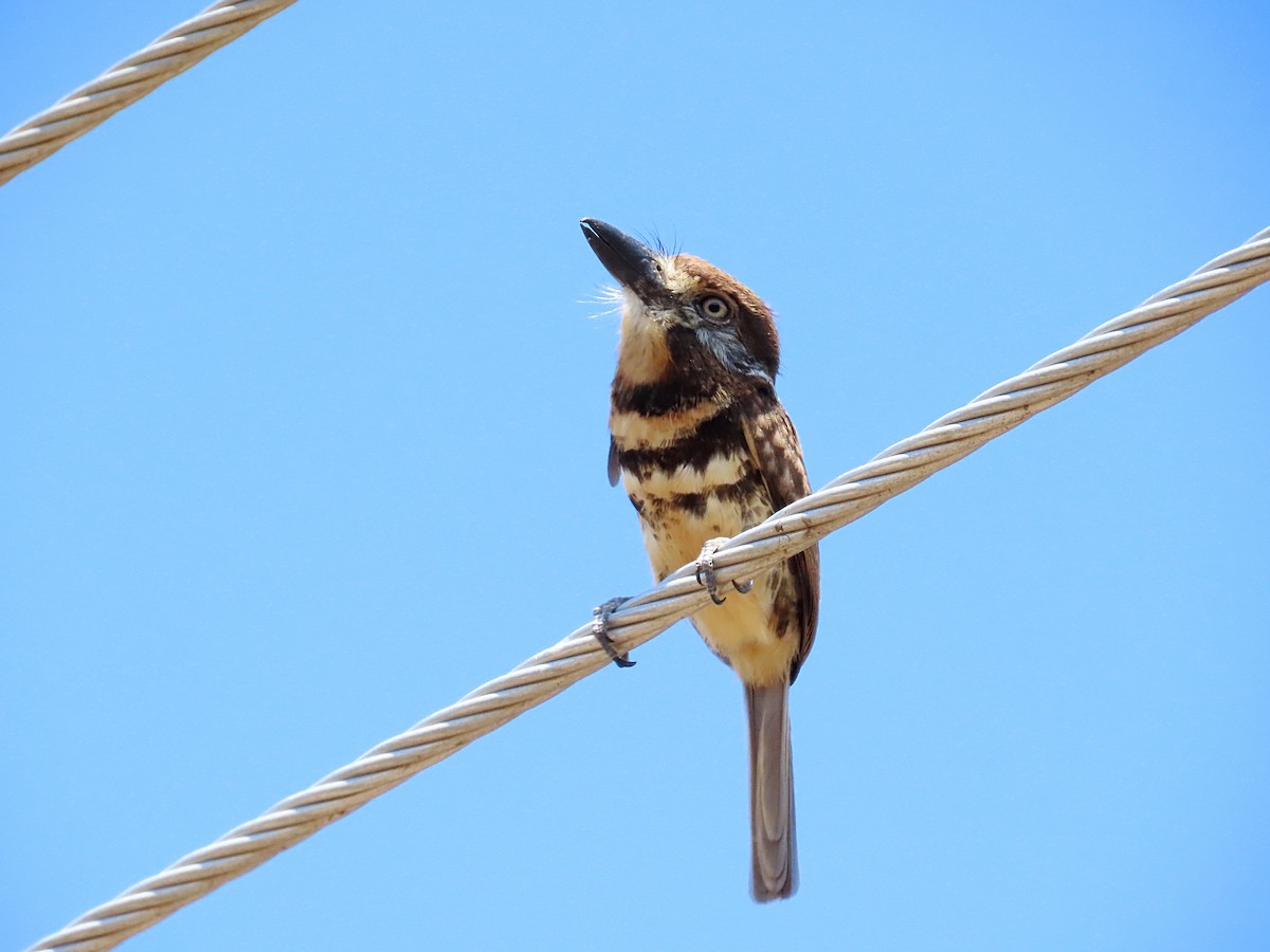 Two-banded Puffbird - ML610078176