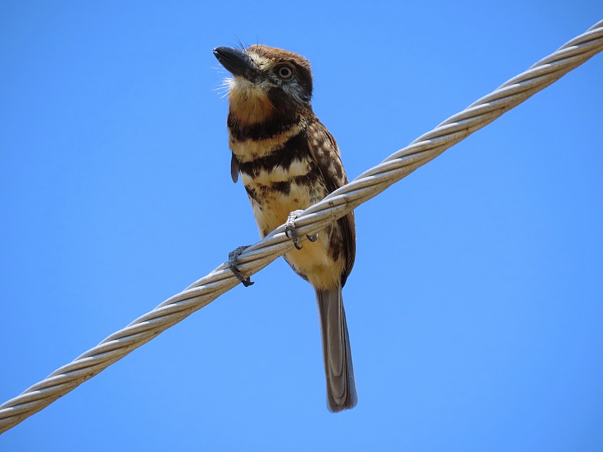 Two-banded Puffbird - ML610078177