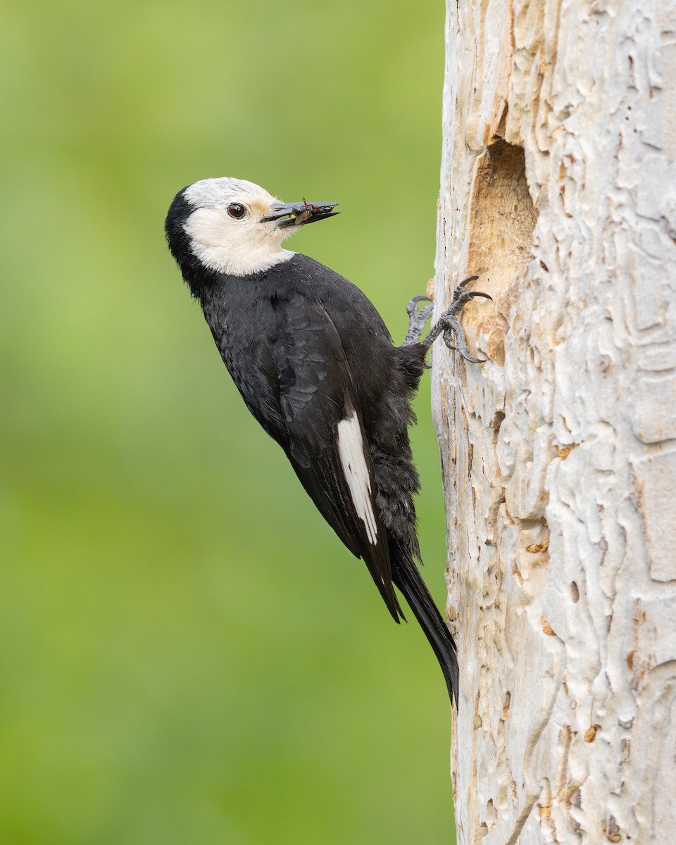 White-headed Woodpecker - Dorian Anderson