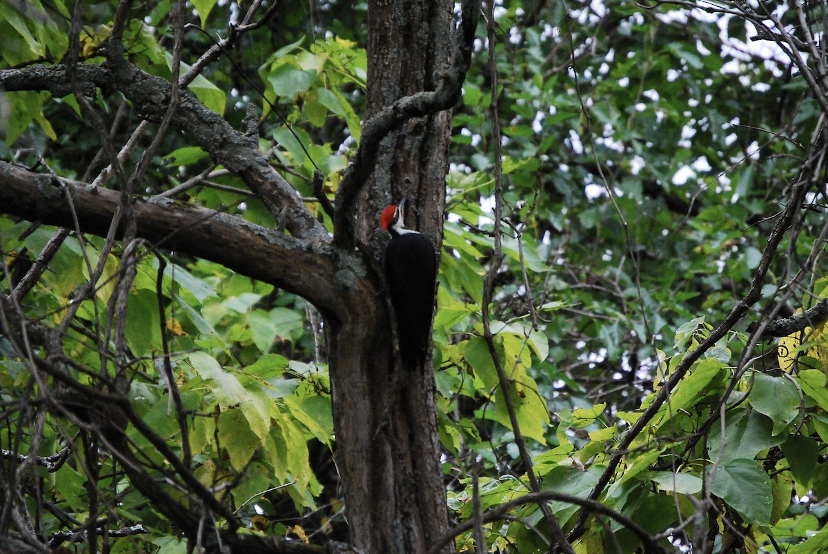 Pileated Woodpecker - ML610078312