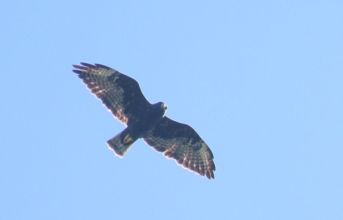 Short-tailed Hawk - Collin Stempien