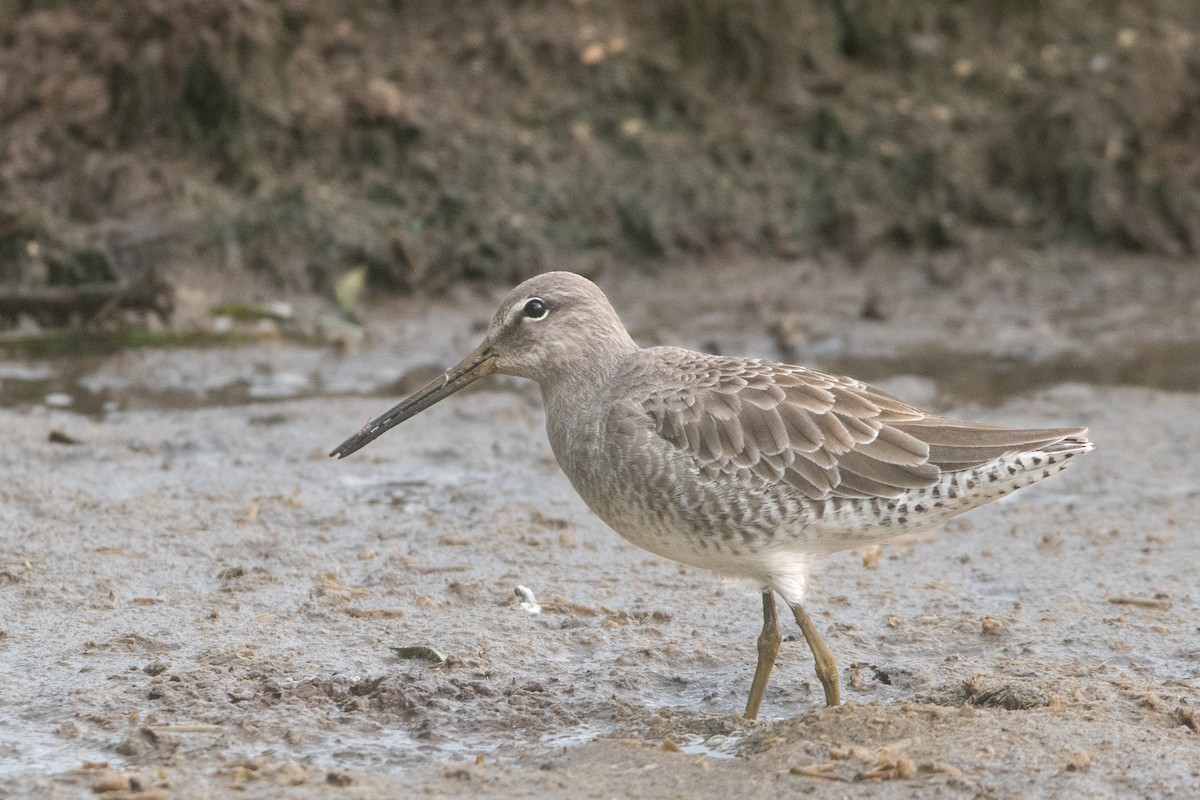 Long-billed Dowitcher - ML610078460