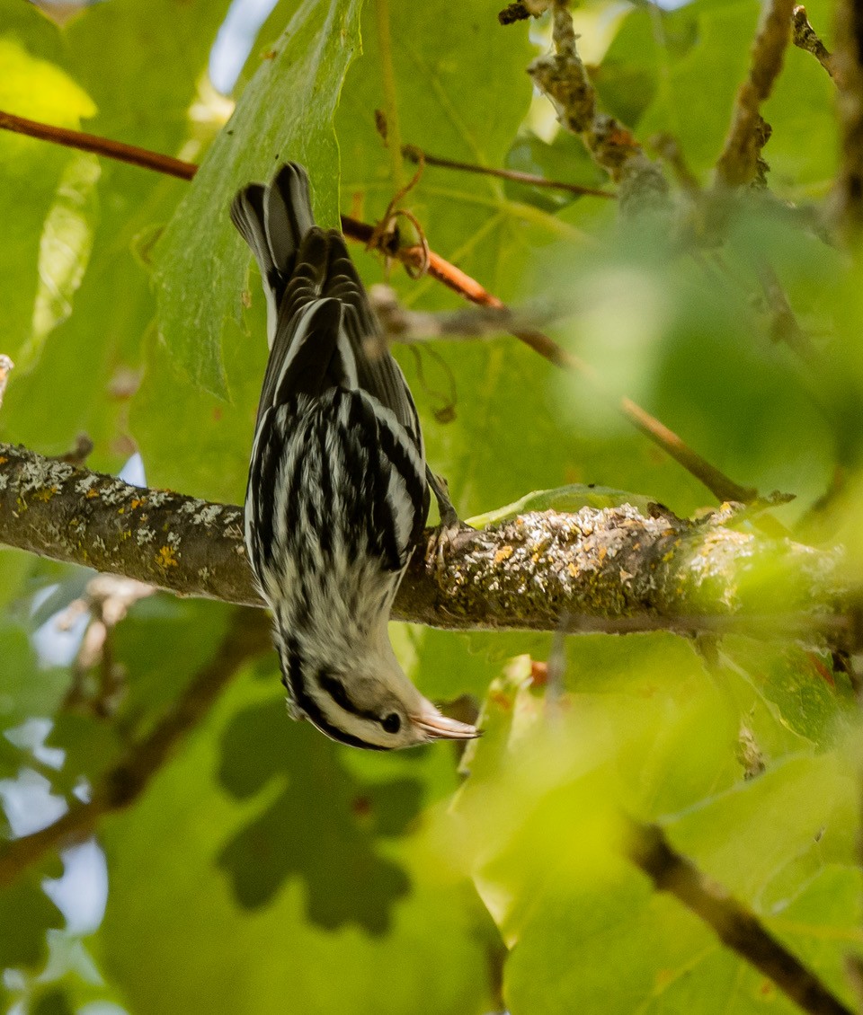 Black-and-white Warbler - ML610078504