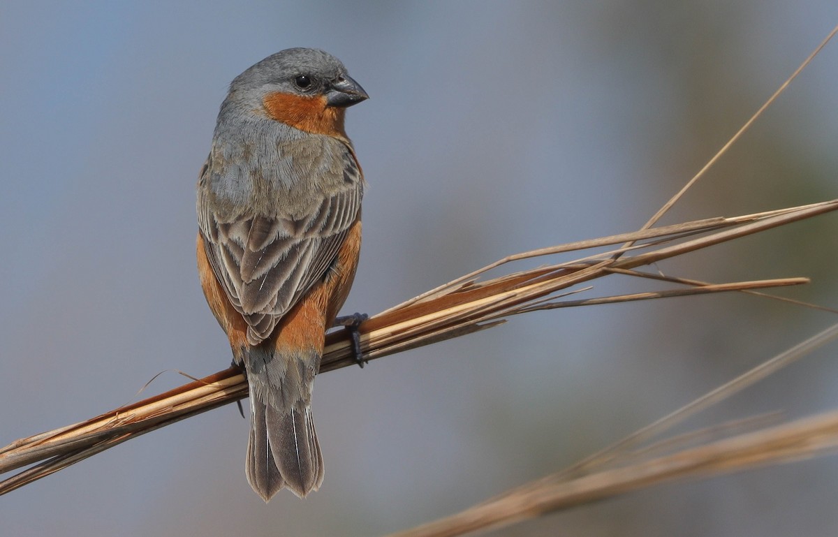 Tawny-bellied Seedeater - ML610078534