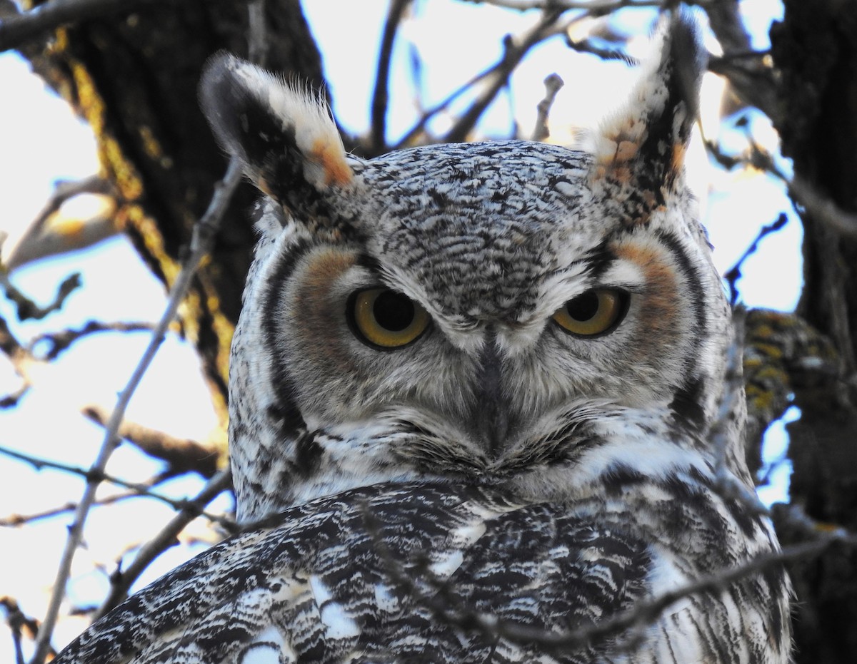 Great Horned Owl - Ben Ginter