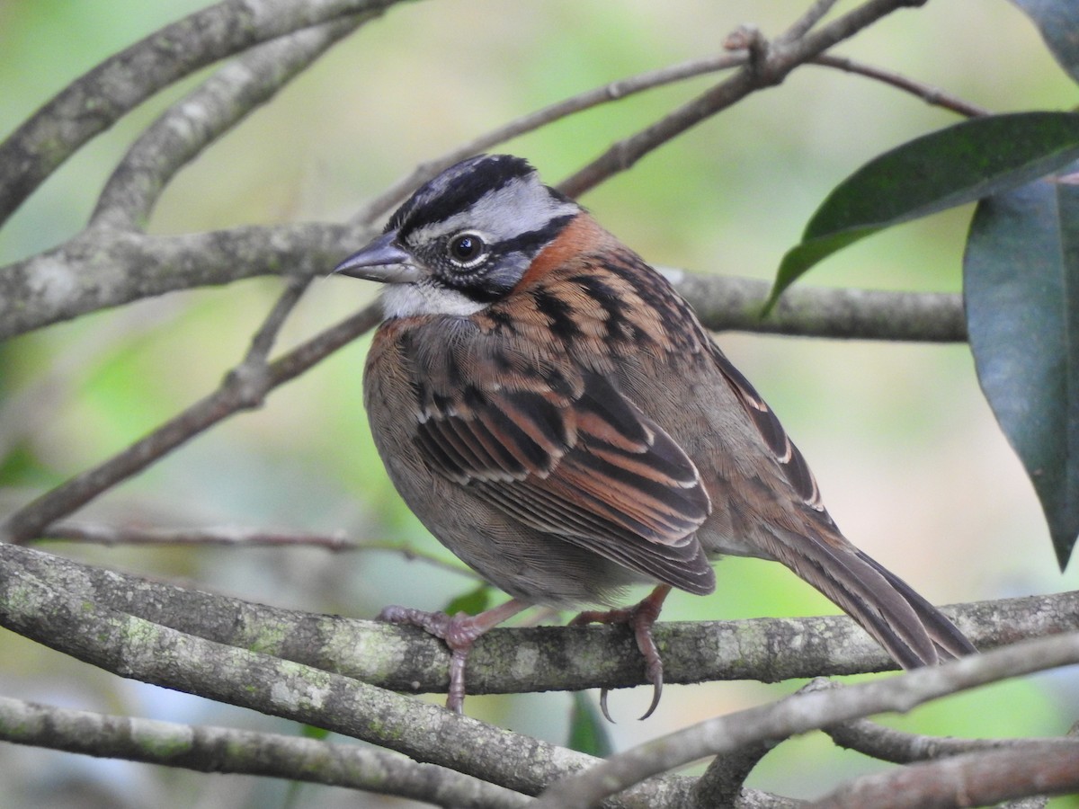 Rufous-collared Sparrow - Sergio Chaparro-Herrera