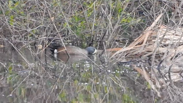 Blue-winged Teal - ML610078779