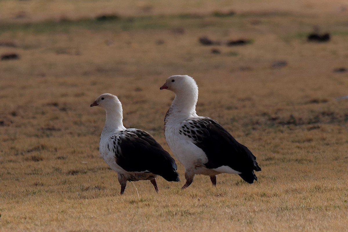 Andean Goose - ML610078832