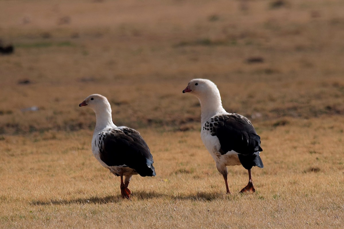 Andean Goose - Jorge Calvet Magnani