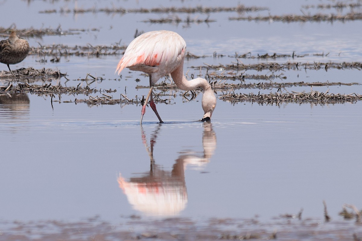 Chilean Flamingo - Jorge Calvet Magnani