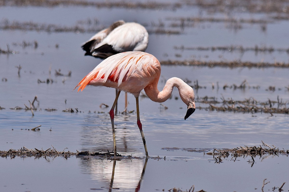 Şili Flamingosu - ML610078926