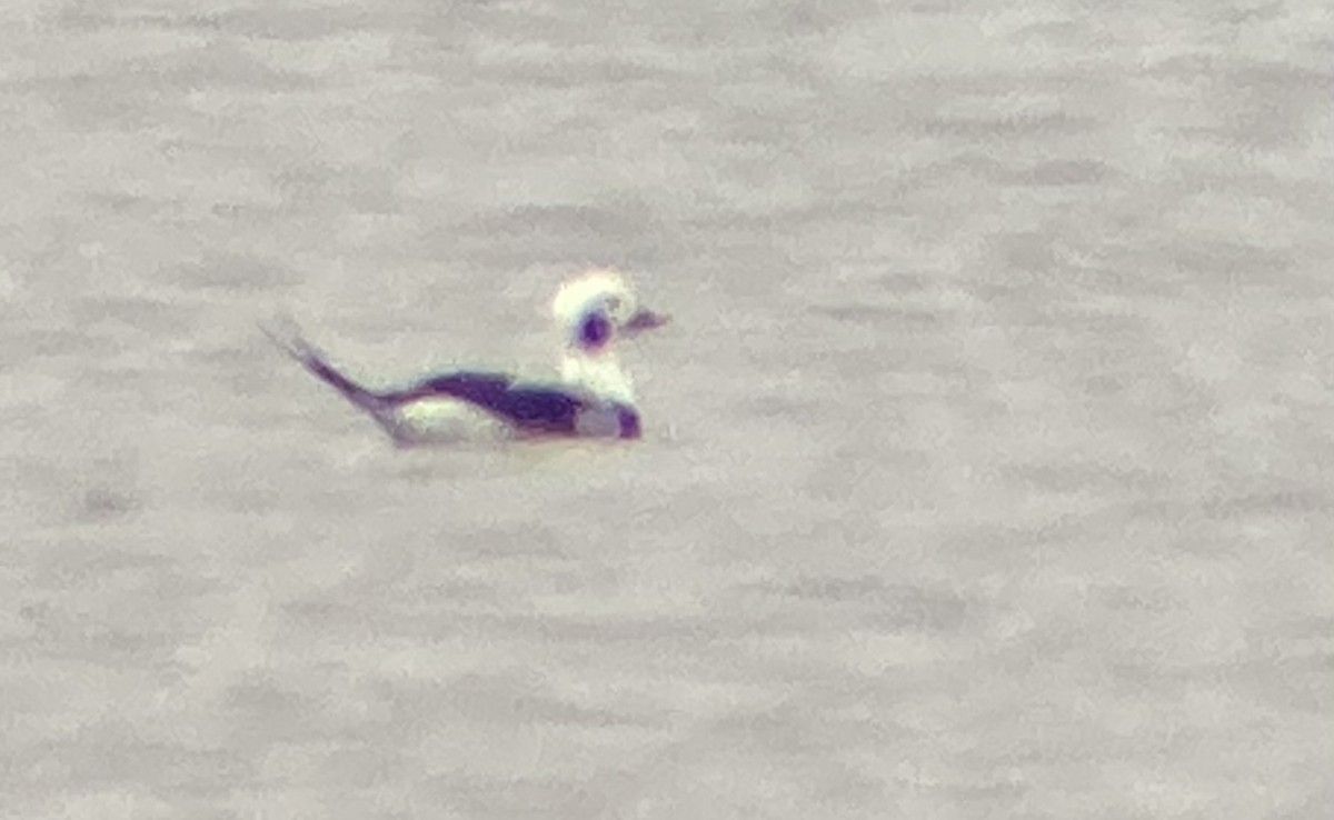 eBird Checklist - 17 Oct 2023 - LaDue Reservoir - 12 species