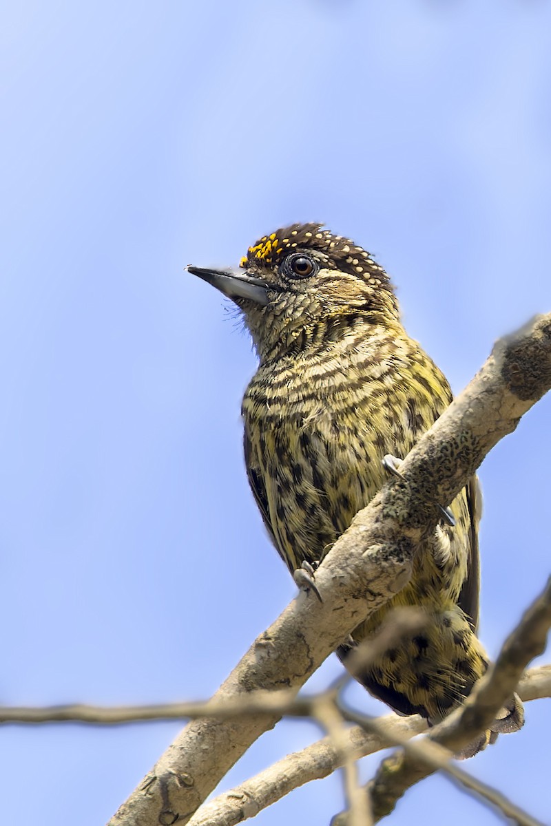 Bar-breasted Piculet - ML610079063