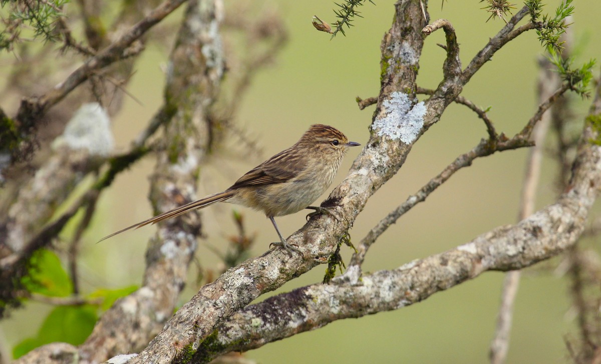 Striolated Tit-Spinetail - ML610079075