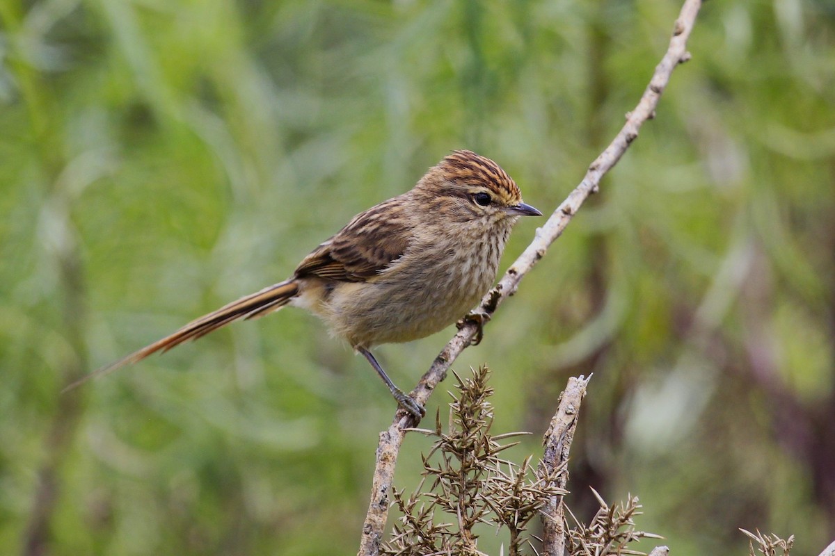 Striolated Tit-Spinetail - ML610079077