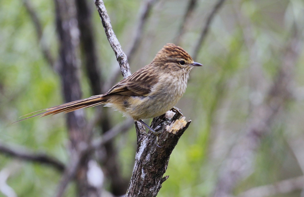Striolated Tit-Spinetail - ML610079078