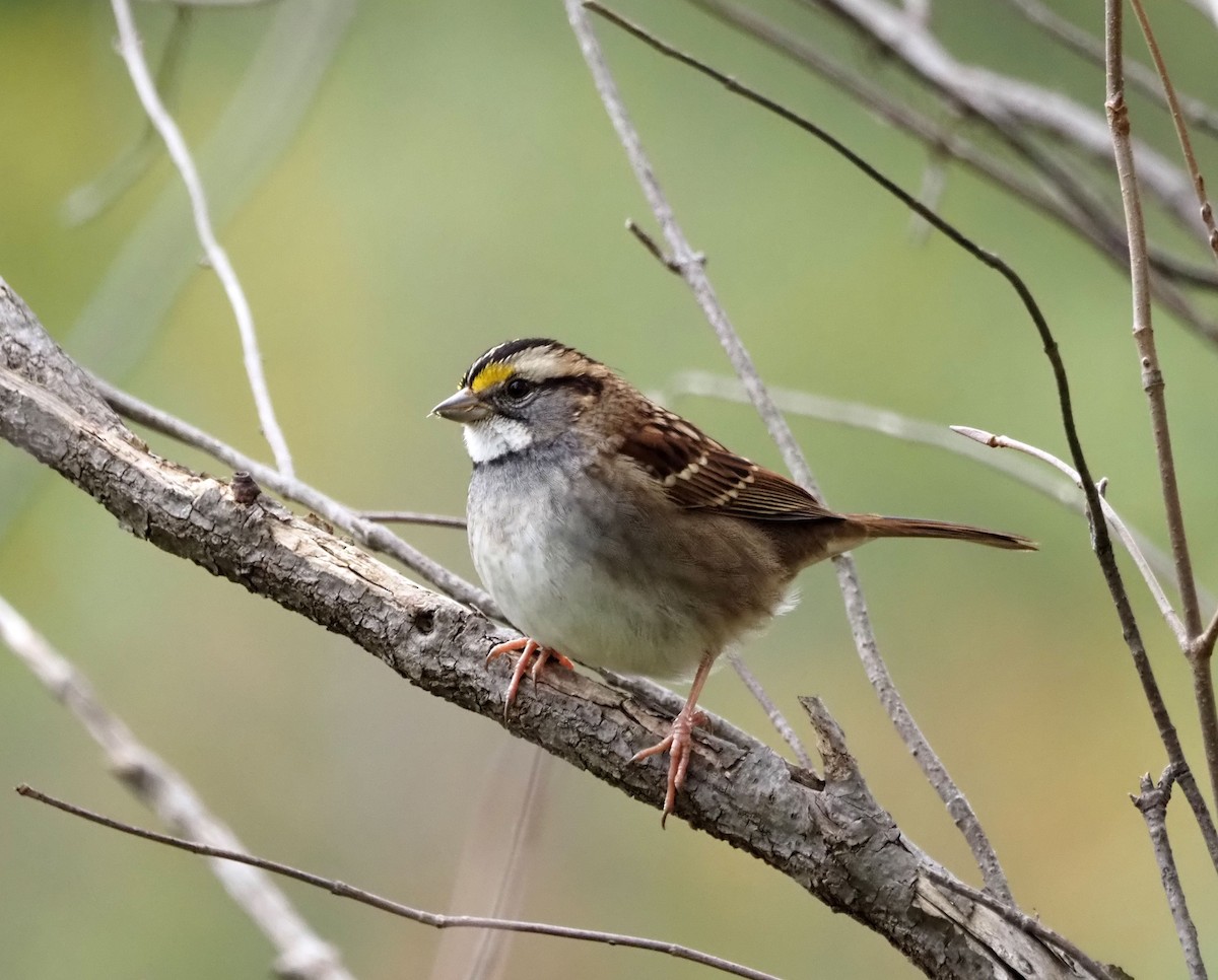 White-throated Sparrow - ML610079466