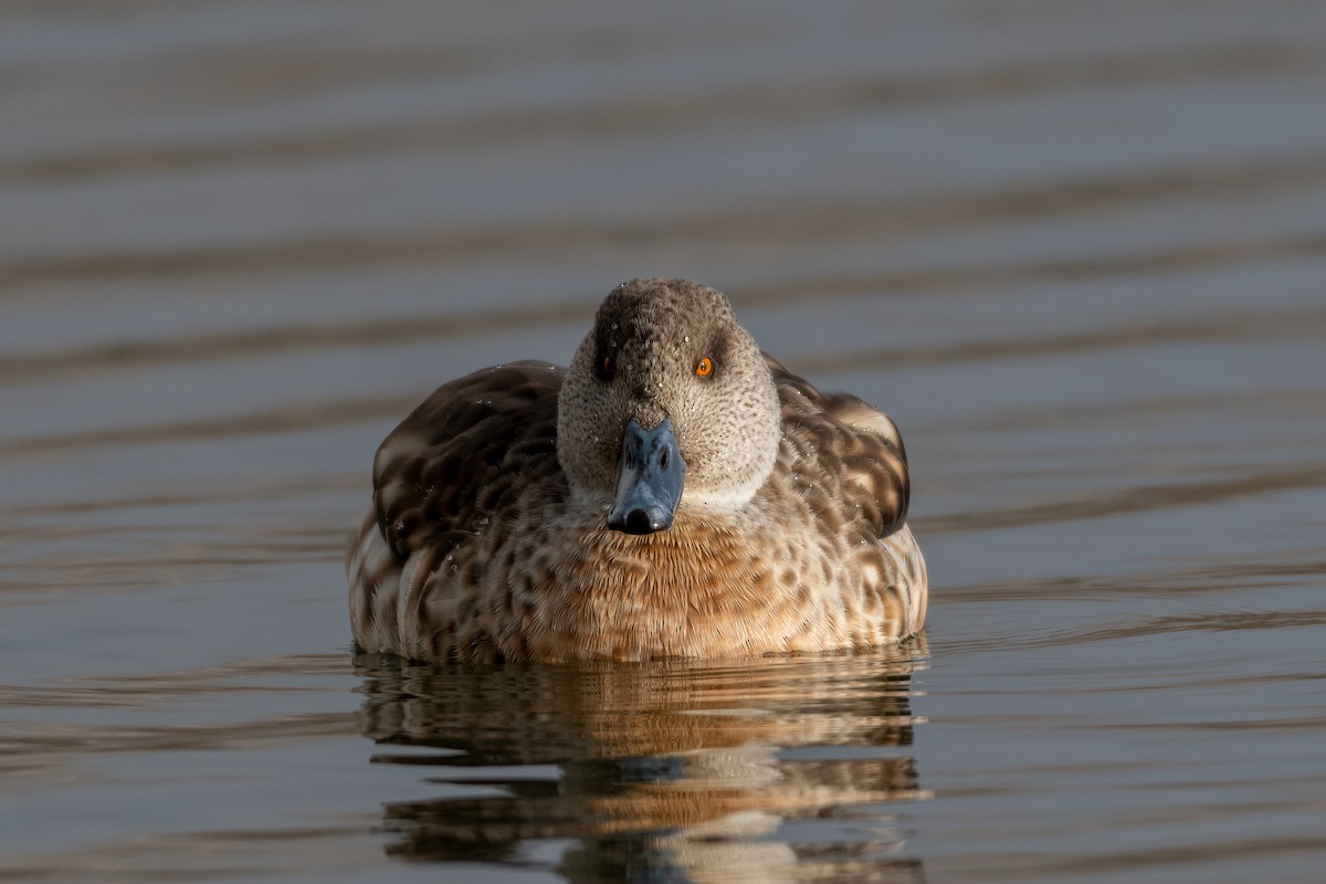 Crested Duck - ML610079918
