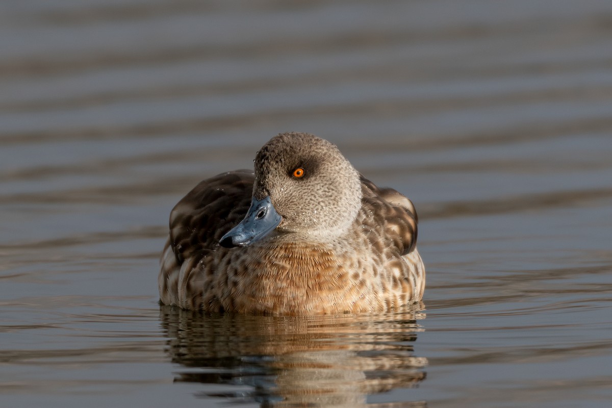 Crested Duck - ML610079919